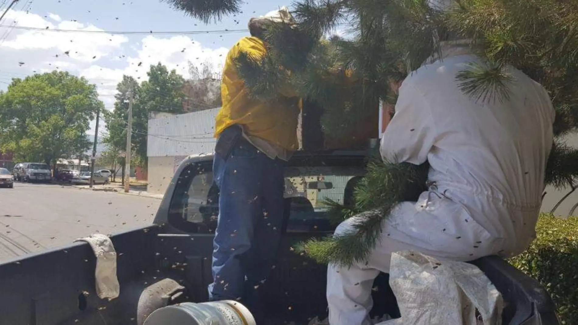 SALVAN A ABEJAS EN TULANCINGO